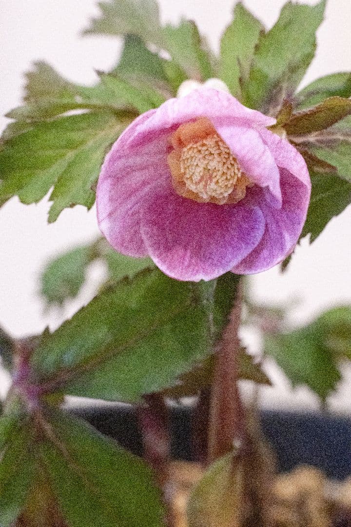 クリスマスローズ 大木ナーセリー オキシデンタリス系いろはsd