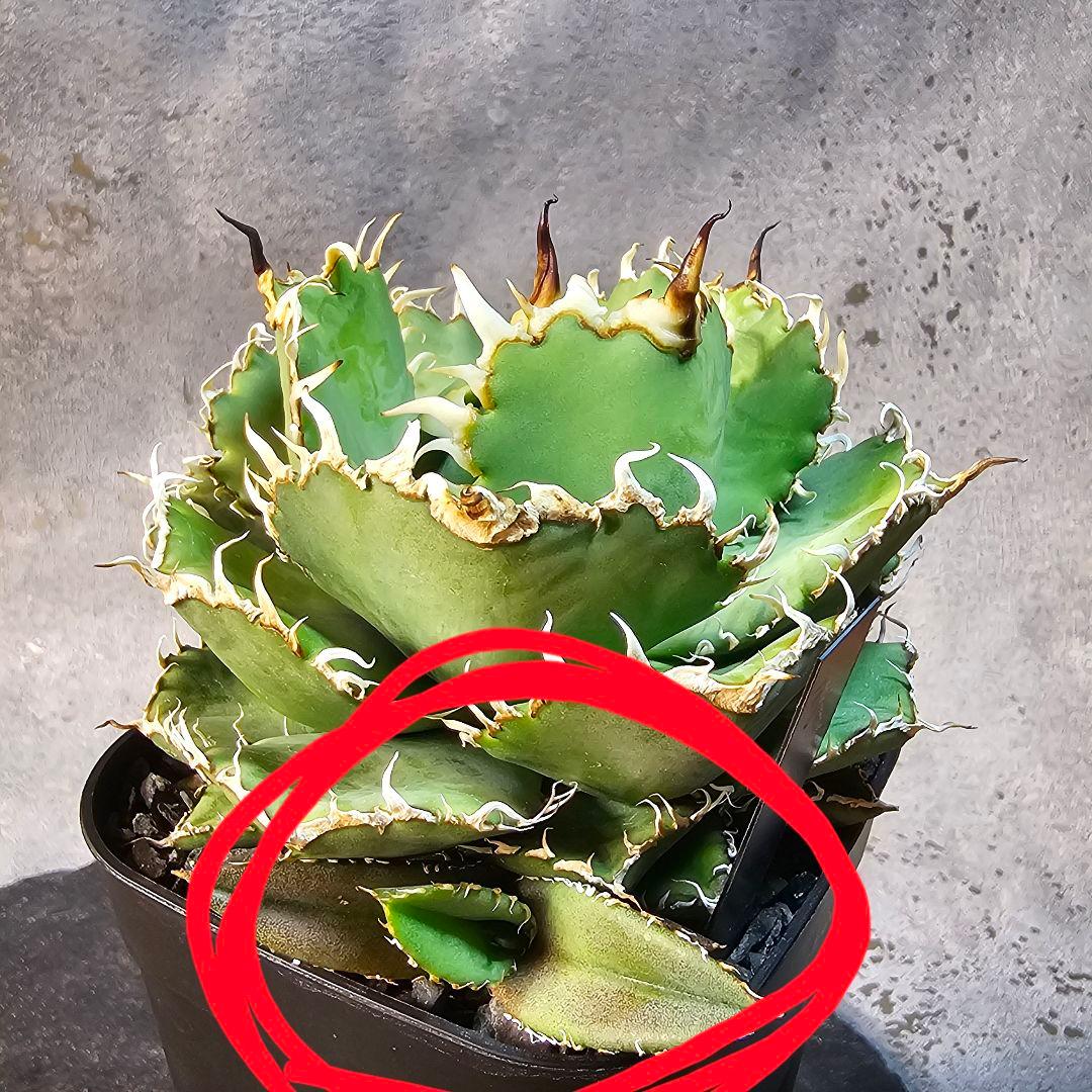 子株】アガベ チタノタ フィリグリー カキコ - メルカリ