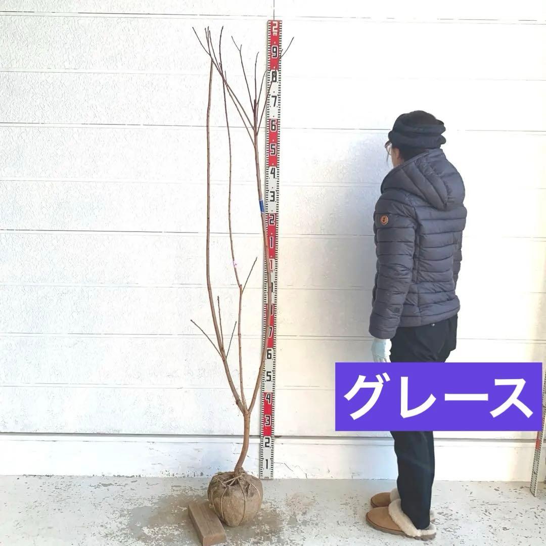 スモークツリー　グレース　雌株　煙の木　苗木　花木　59