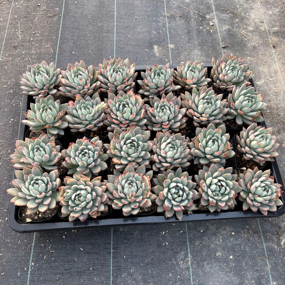 ☆彩乃助☆様 おまとめ追加用