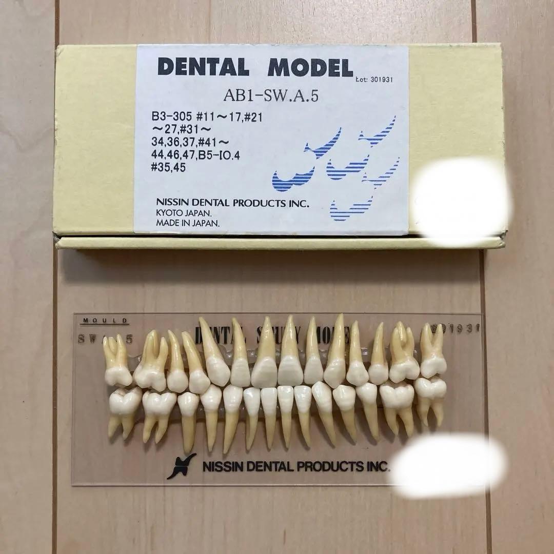 NISSIN 歯科衛生士 デンタルスタディモデル 複製根模型歯 歯牙模型
