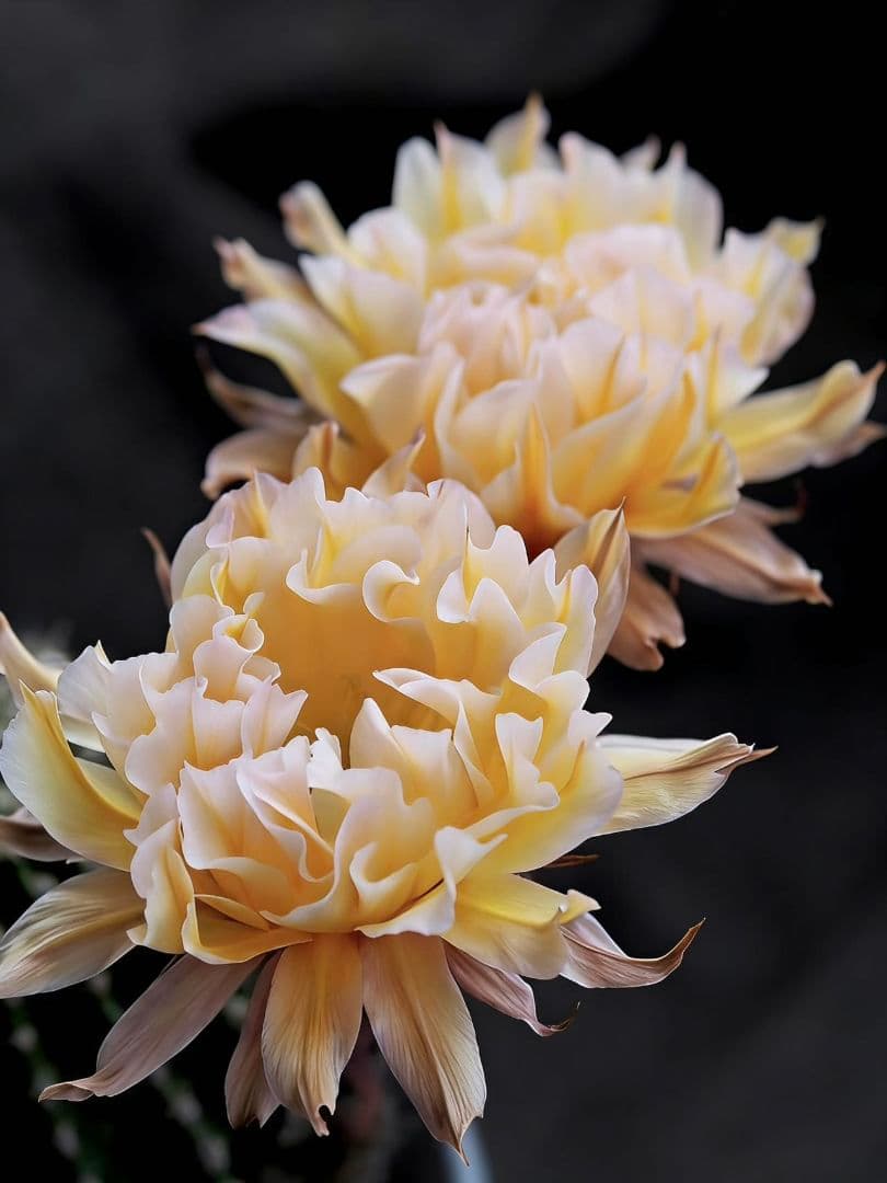 夢見月 超希少新品種 花サボテン エキノプシス属 群開花 複色咲き