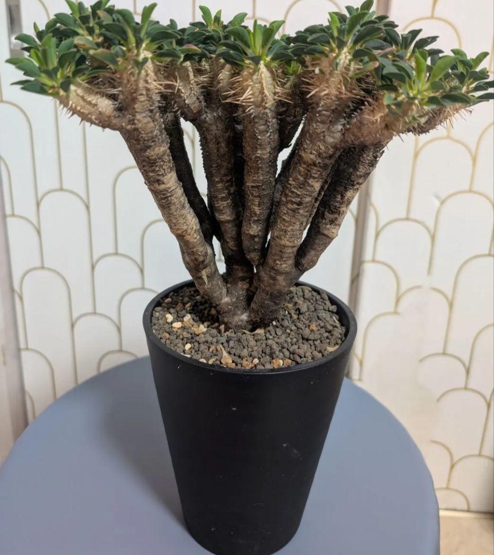 最終★ユーフォルビア ギラウミニアナ コーデックス 現地球 塊根植物 多肉植物