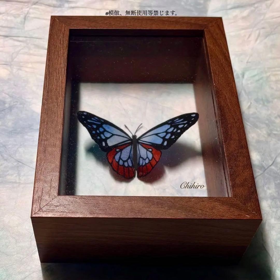 絵画 蝶 切り絵 立体 蝶標本 アサギマダラ 昆虫 標本箱 ドイツ箱