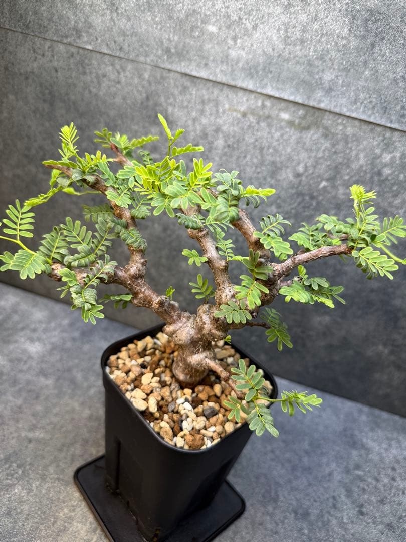 センナ メリディオナリス 海外実生 発根済み 498 - メルカリ