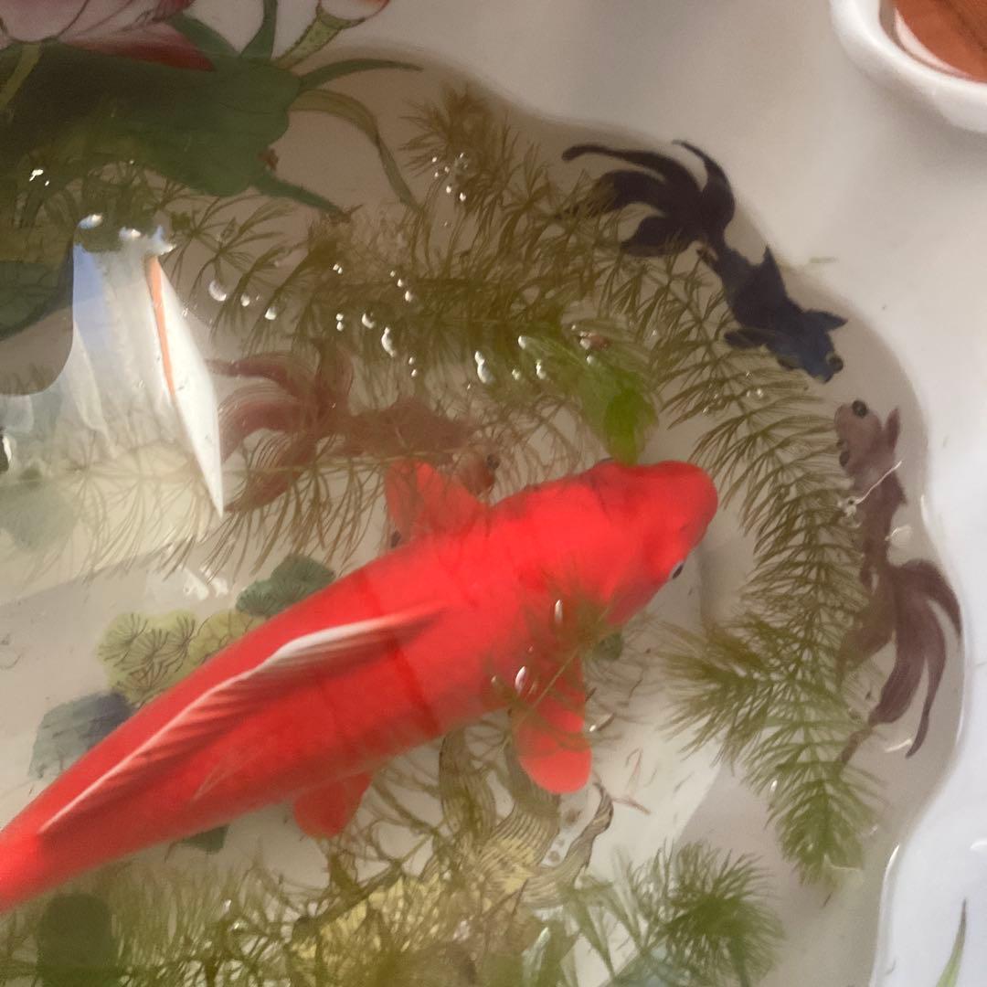 花と果物の装飾 陶器の水鉢、手描き、シノワズリ