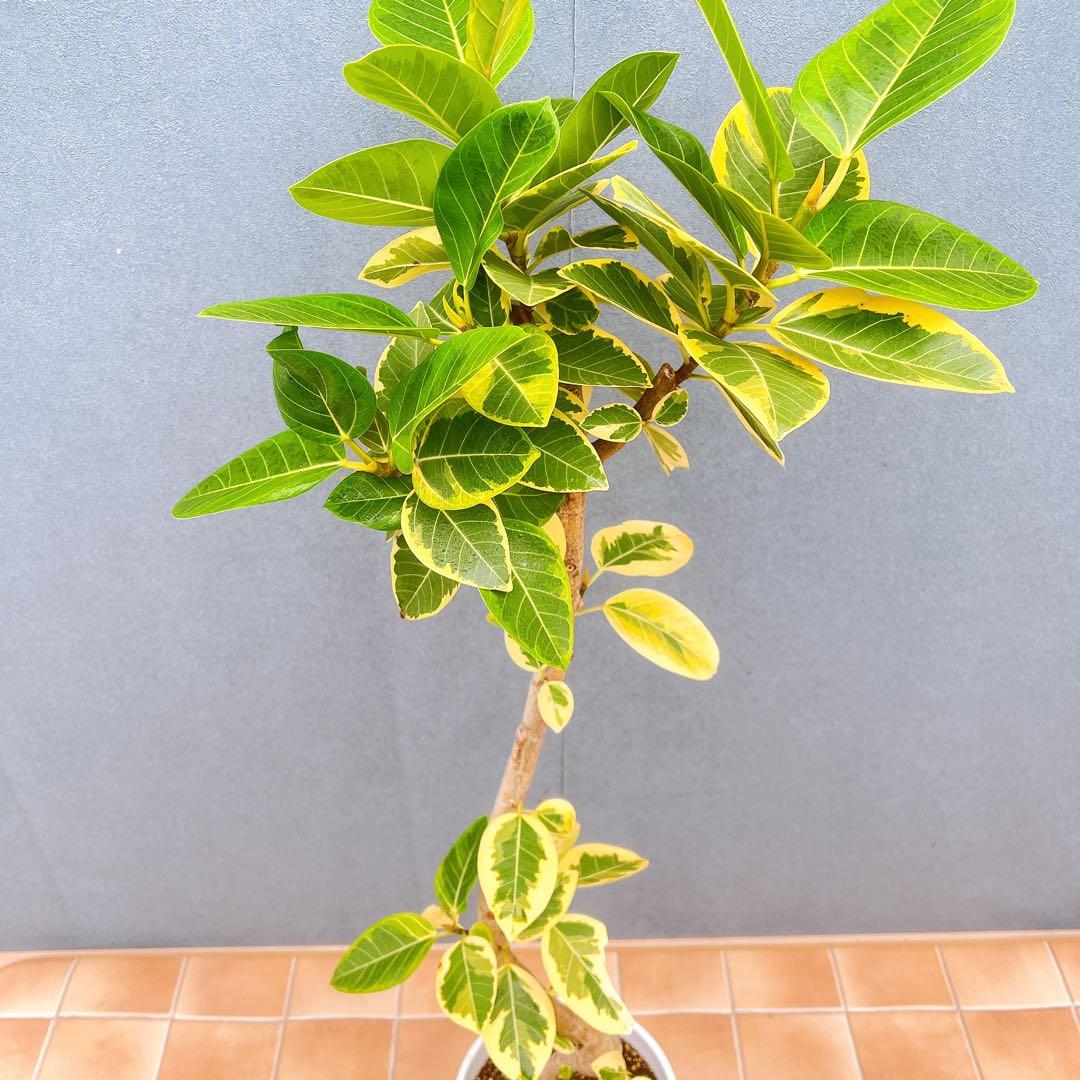 現品　フィカス　ゴムの木　アルテシマ　曲がり　5番　観葉植物　インテリアグリーン