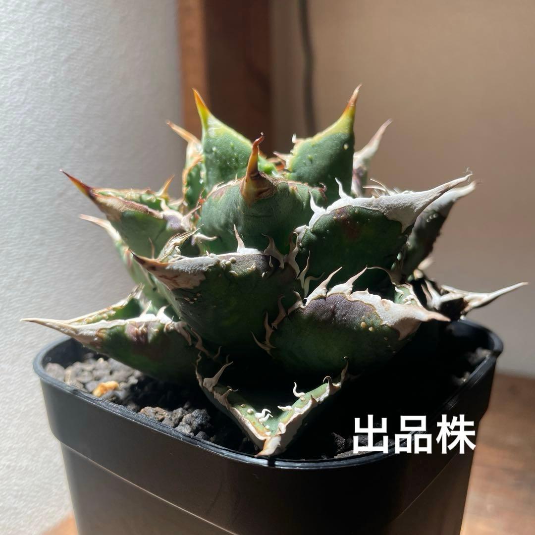 アガベ チタノタ 豆豆龍 (トトロ) - メルカリ