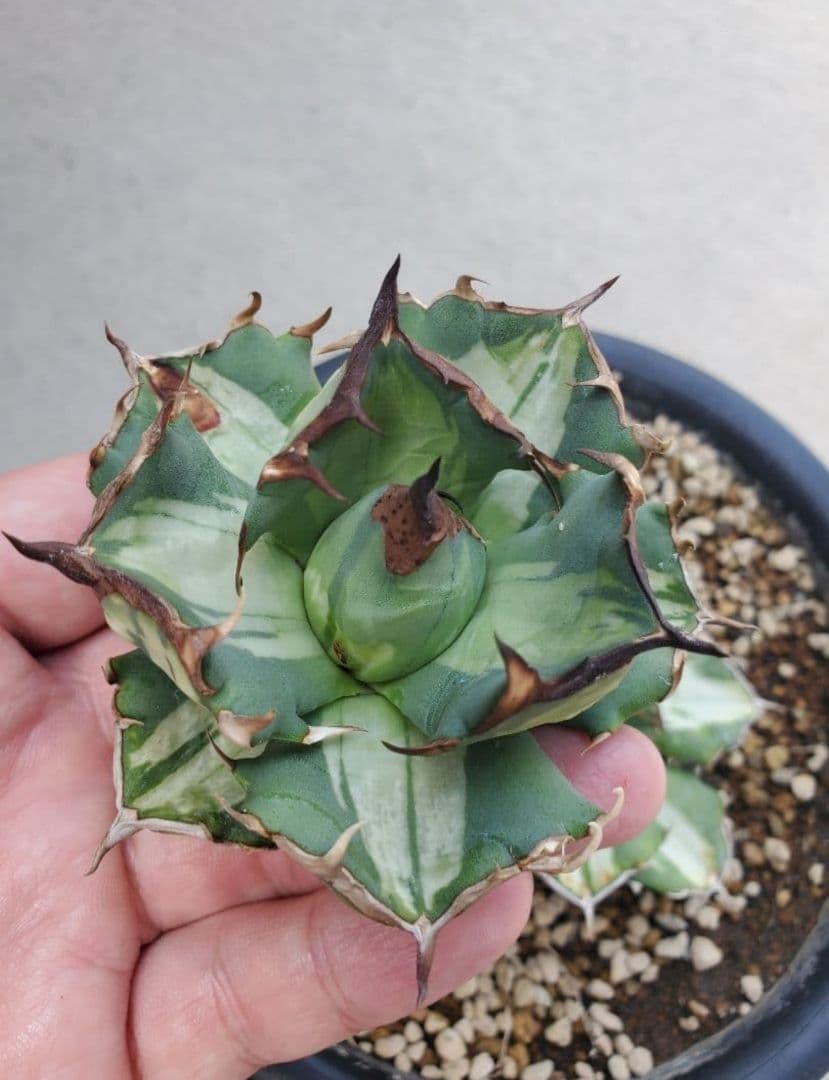 ぶんぶく茶釜　姫厳竜錦　白中斑　姫厳龍　子株✕2株 2026年最新】厳竜錦の人気アイテム - メルカリ