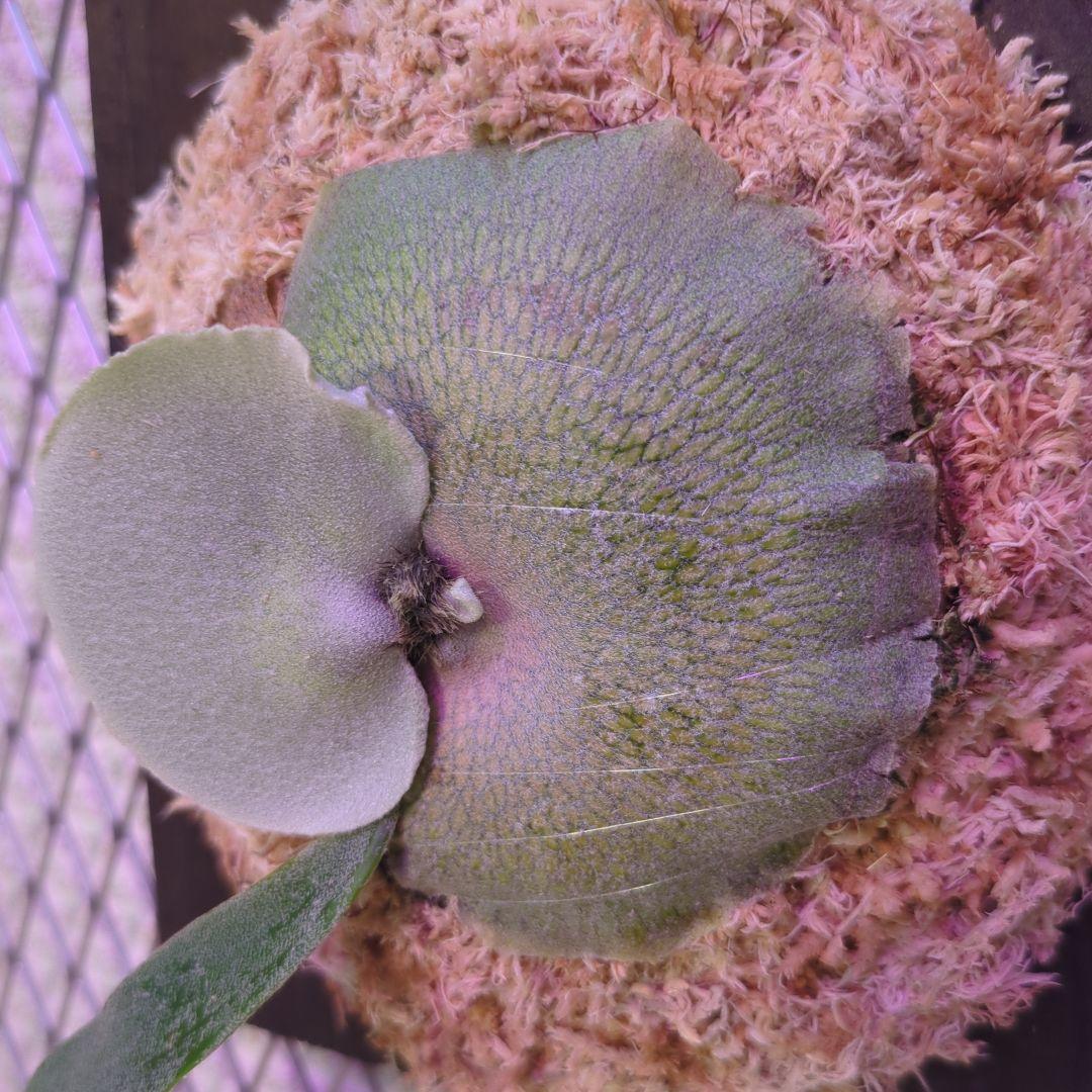 わ*ち様 【1株限定出品】P.FSQ 'Dwarf' oc/ビカクシダ - メルカリ