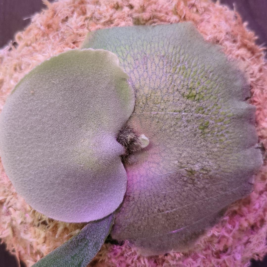 わ*ち様 【1株限定出品】P.FSQ 'Dwarf' oc/ビカクシダ - メルカリ