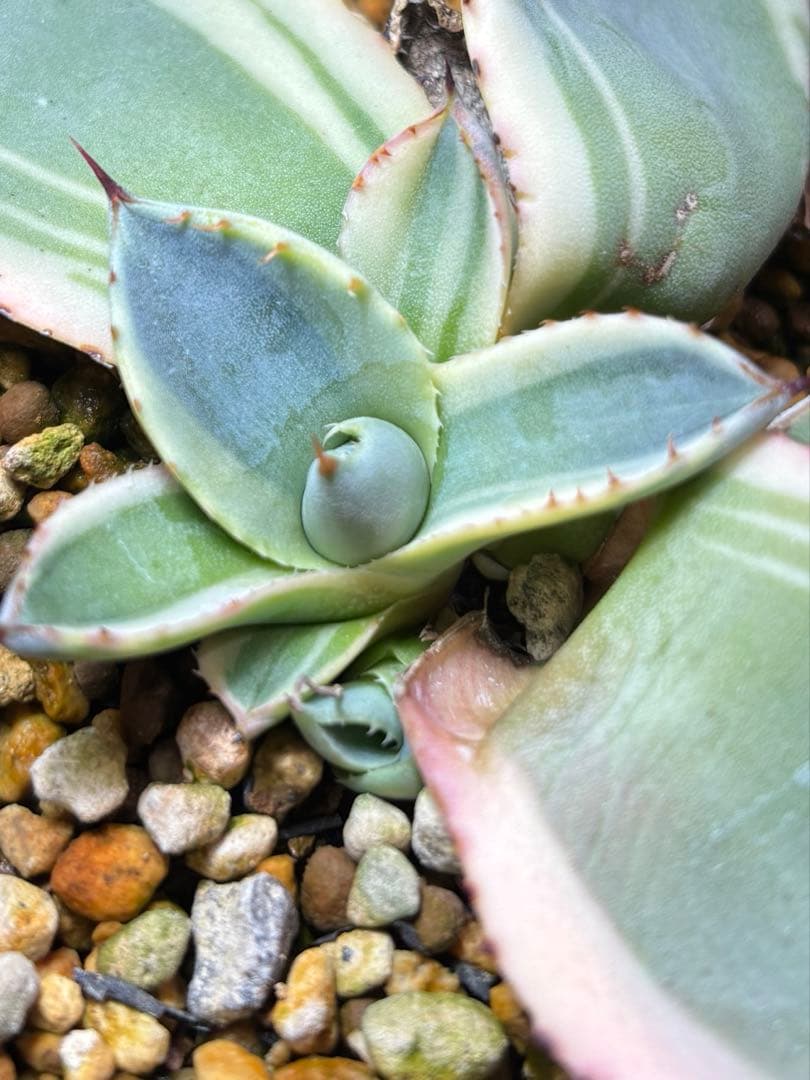 特別価格❗️ アガベ パリー トランカータ オリザバ 親株ごと発送 子株