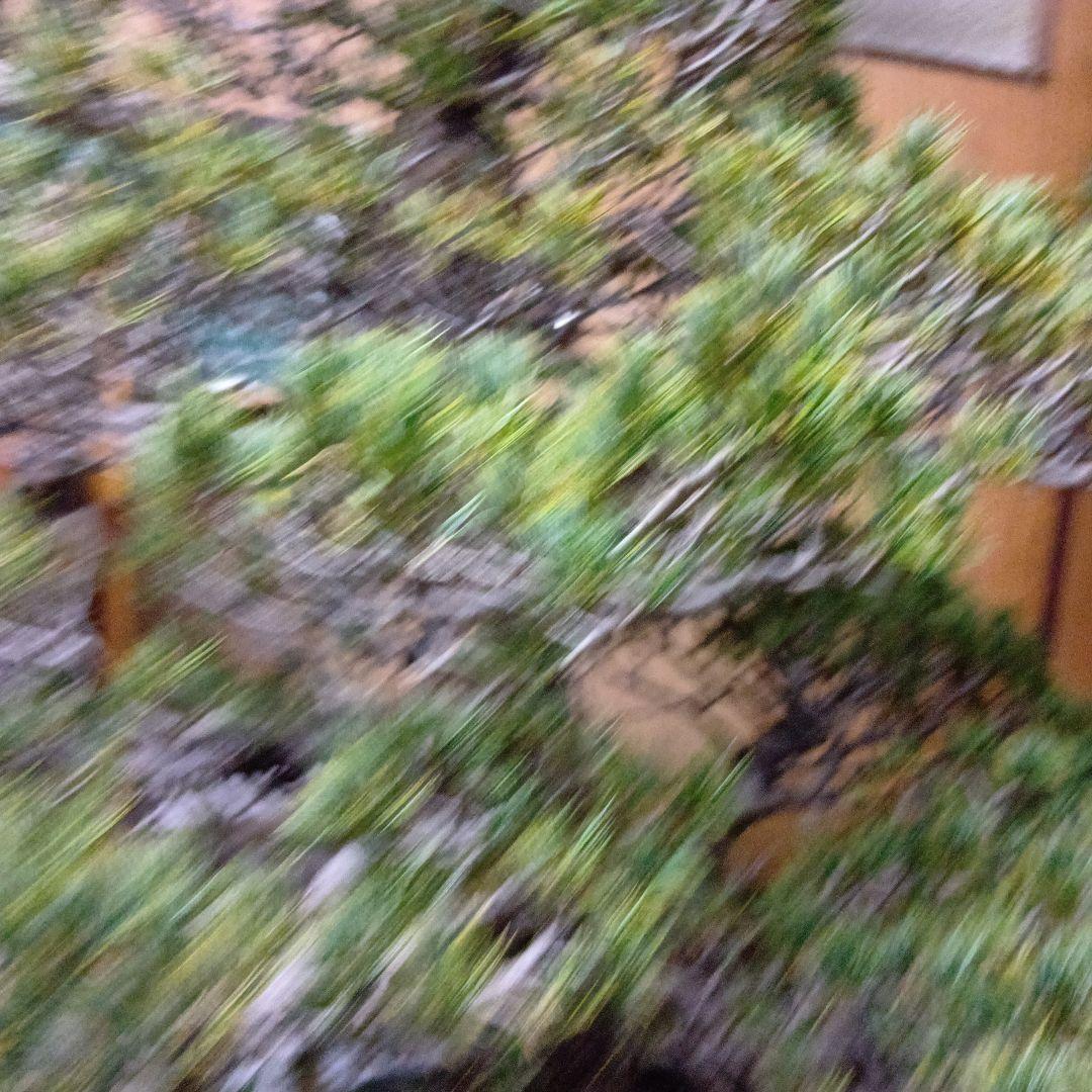 瑞祥か九重松（幹根元直径約15センチ）盆栽持ち込み古い - メルカリ