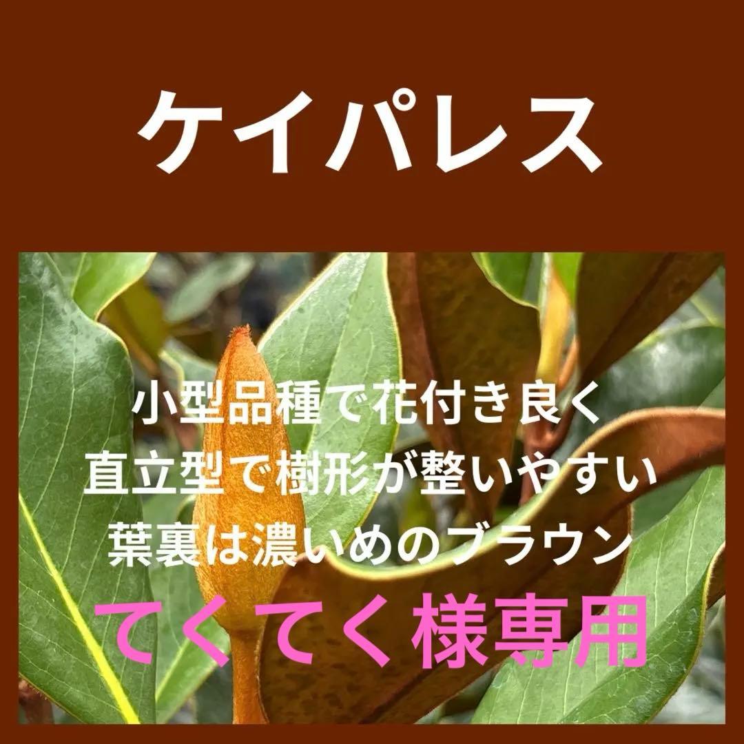 33.ケイパレス マグノリア 泰山木 タイサンボク 苗 苗木 小型品種