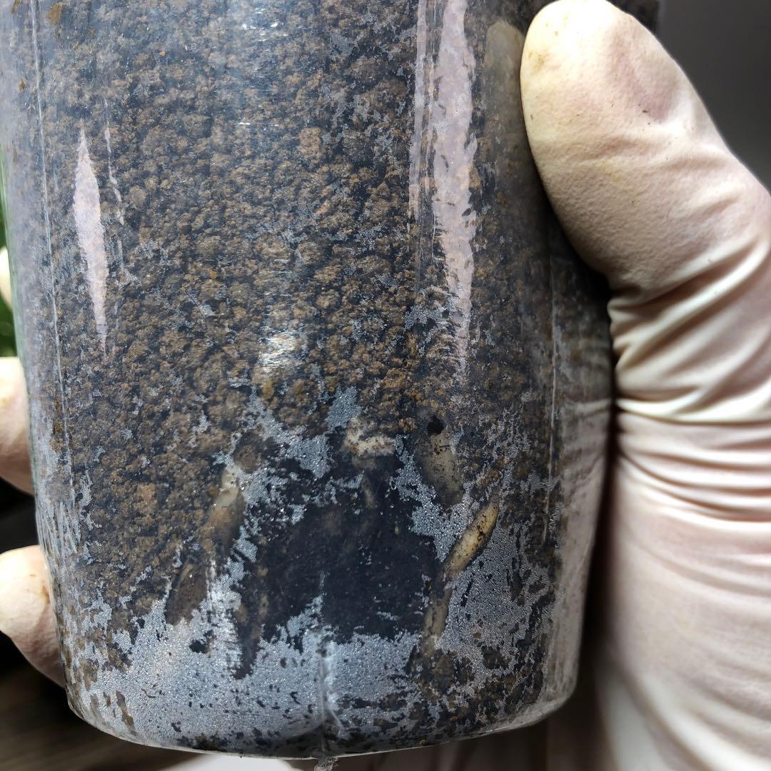 MS560 10株セット【特別選抜】モンステラ・タイコンステレーション