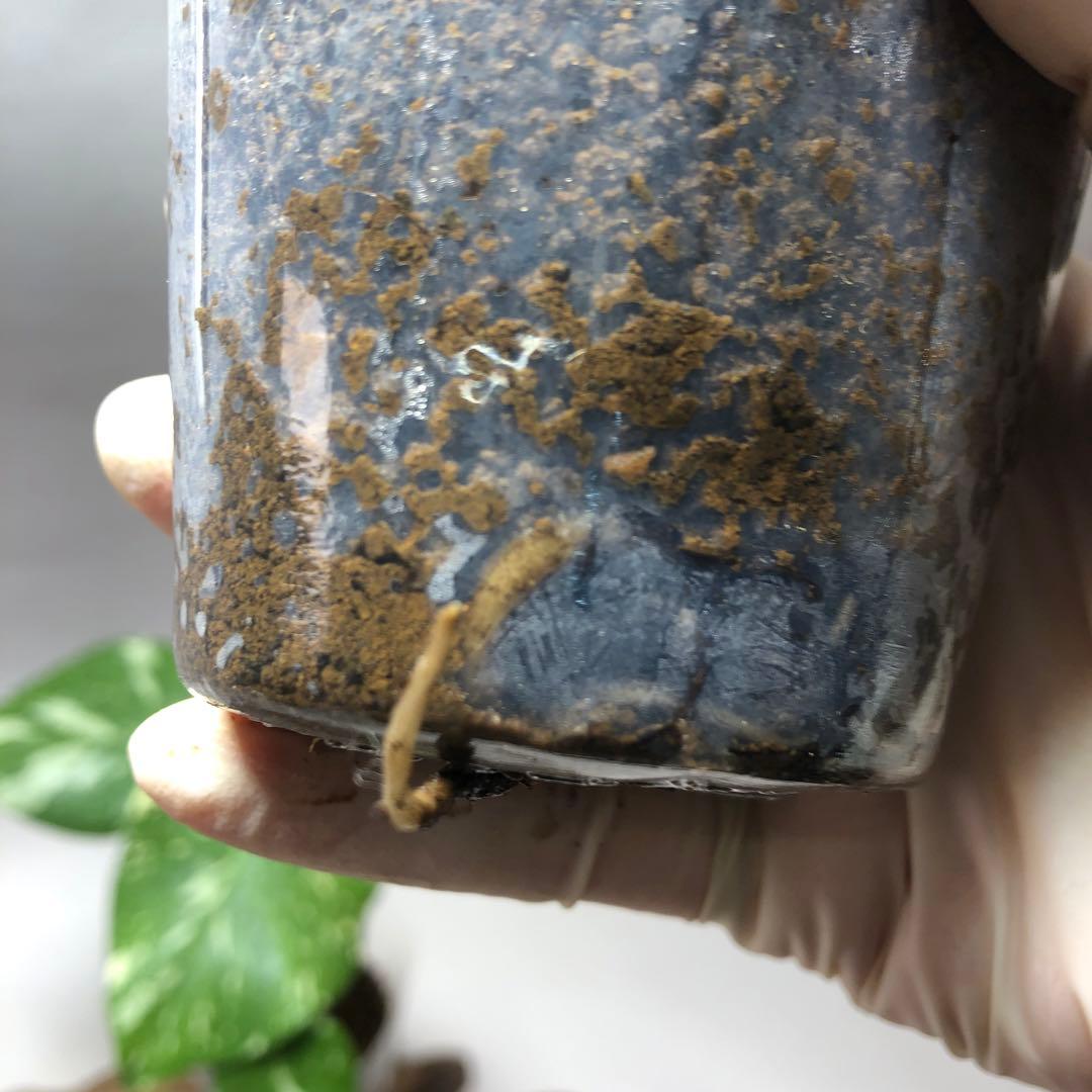 MS560 10株セット【特別選抜】モンステラ・タイコンステレーション