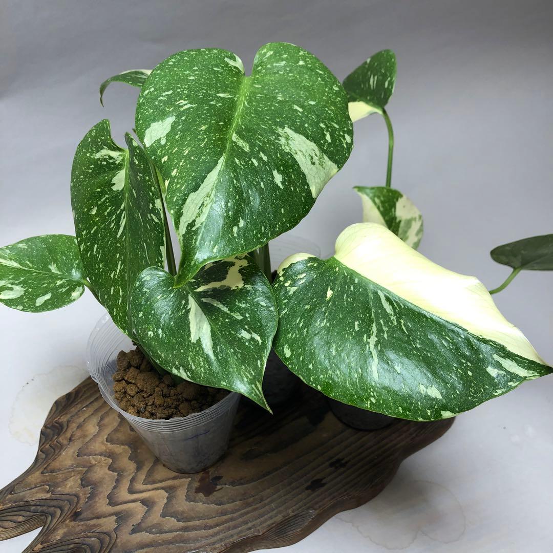 MS560 10株セット【特別選抜】モンステラ・タイコンステレーション