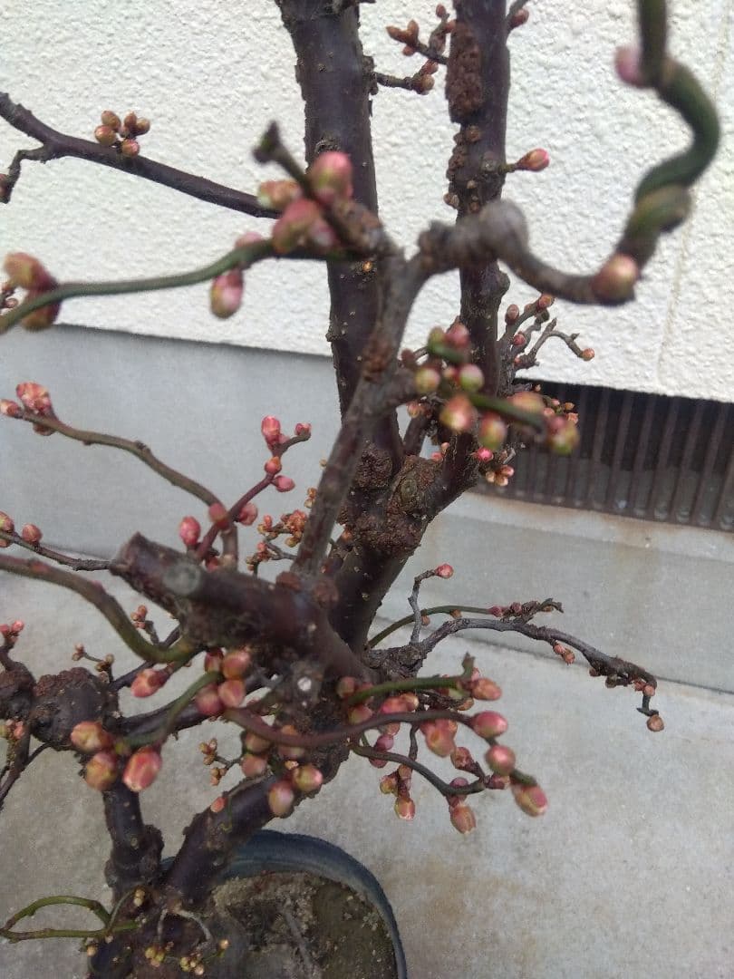 雲龍梅 古木 白花 7号ポットつき 特大❗ ②