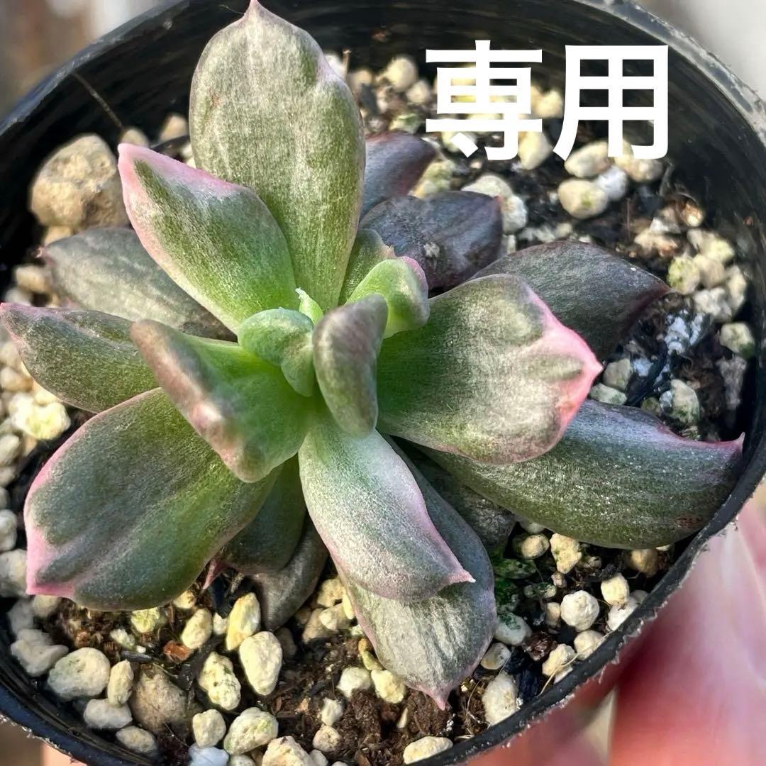 専用！　高級品種　稀少　インドネシア多肉　プリンス錦3点セット　速達代付 2026年最新】ブラックプリンス錦の人気アイテム - メルカリ