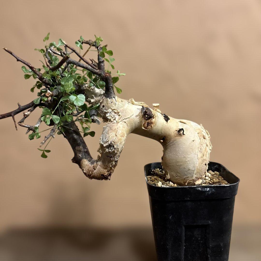 【発根済】cコミフォラカタフ ピュア ソマリア産