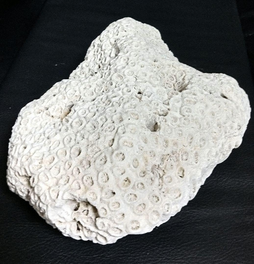 天然 特大 白珊瑚 菊目珊瑚 菊目石 珊瑚の化石 - メルカリ