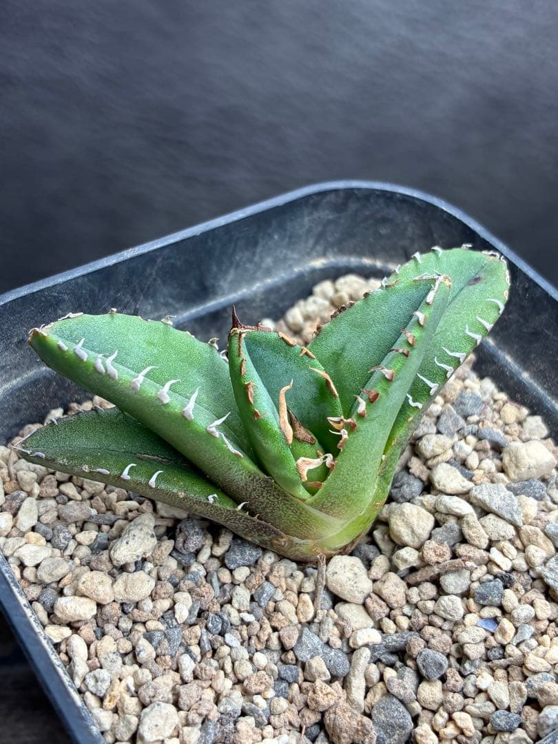 アガベ チタノタ 「冰雹」子株 ブツブツ 綺麗な青葉 特選株 - メルカリ