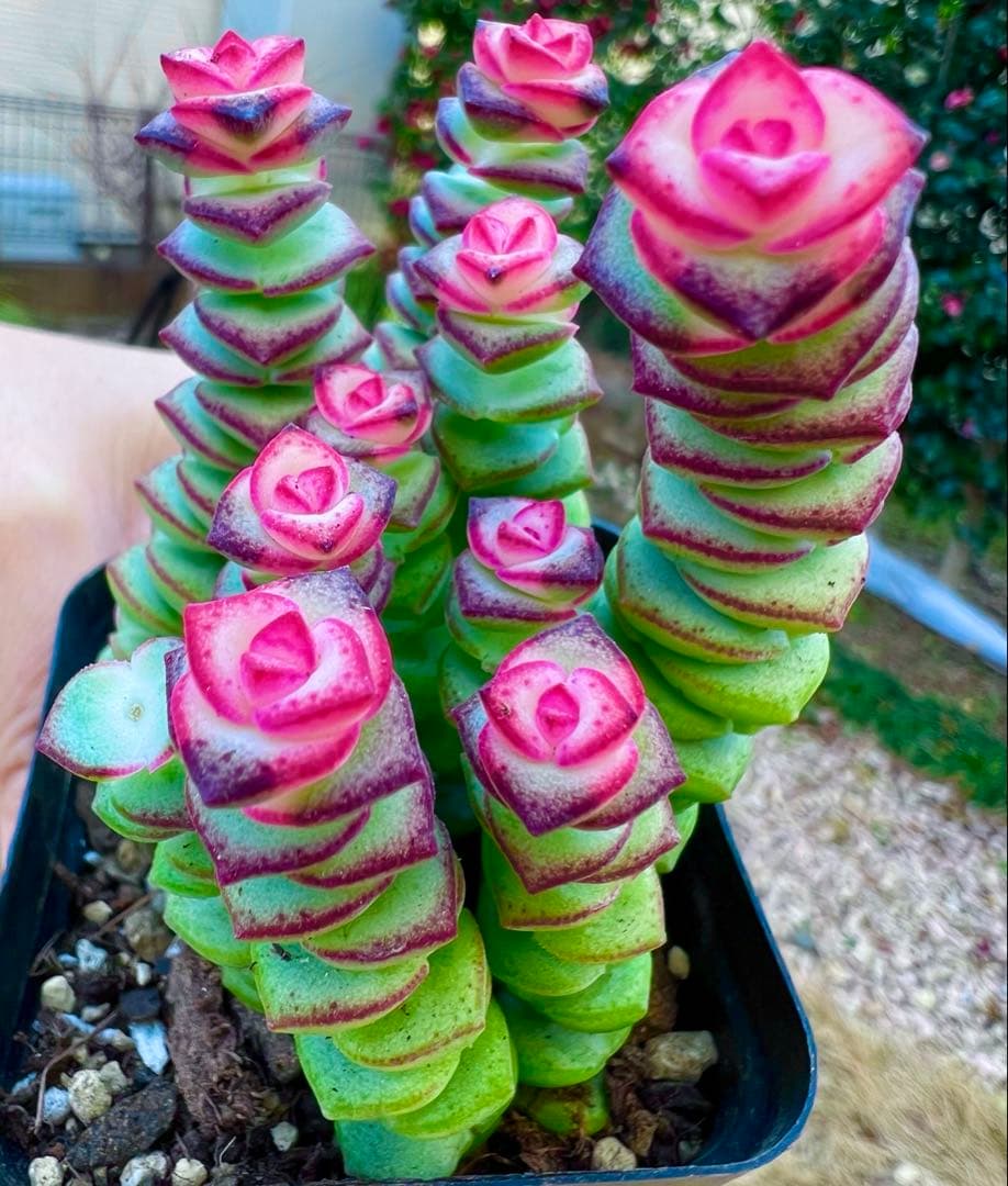 銭串錦 クラッスラ属(全て抜き苗) 多肉植物 ゆうゆうメルカリ便 - メルカリ