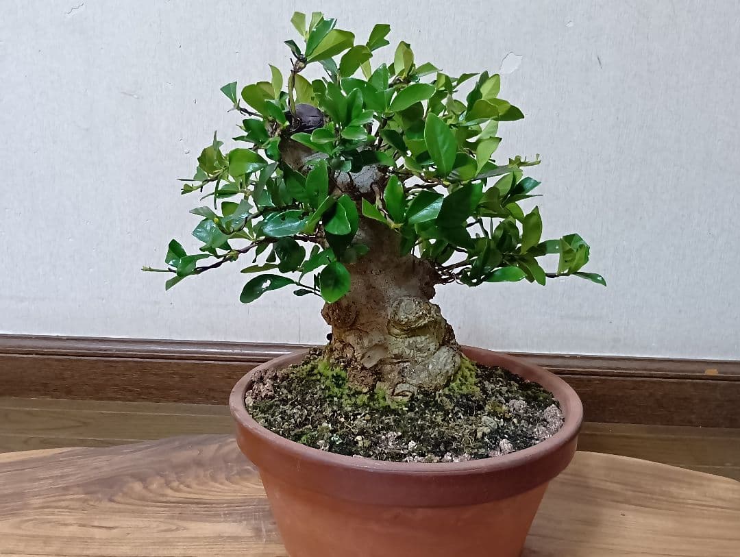 ‼️クチナシ盆栽‼️極太‼️値下げ