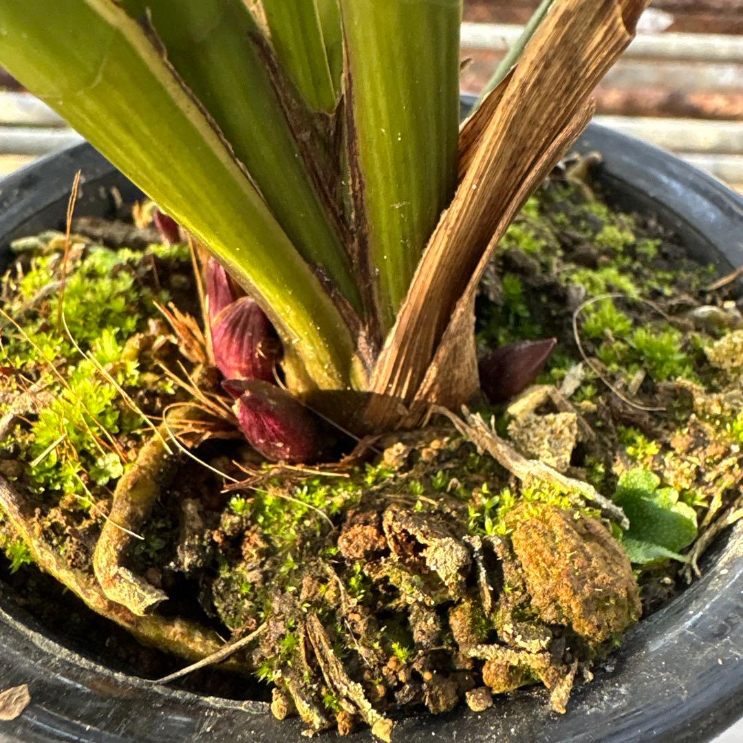 キンリョウヘン 花芽2つ キンリョウヘン原種 2鉢セット キンリョウヘン