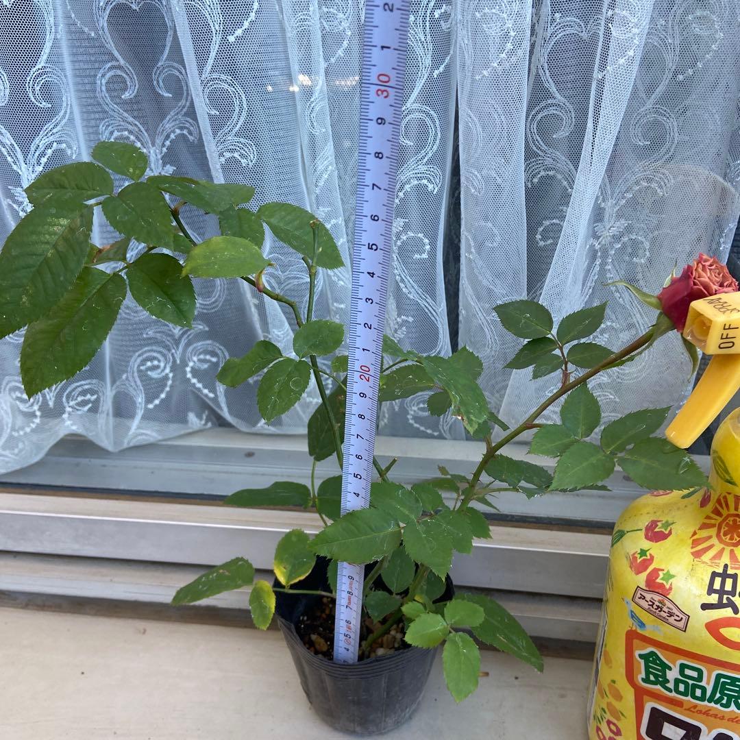 バラ 上海 苗③ パープルタイガー②