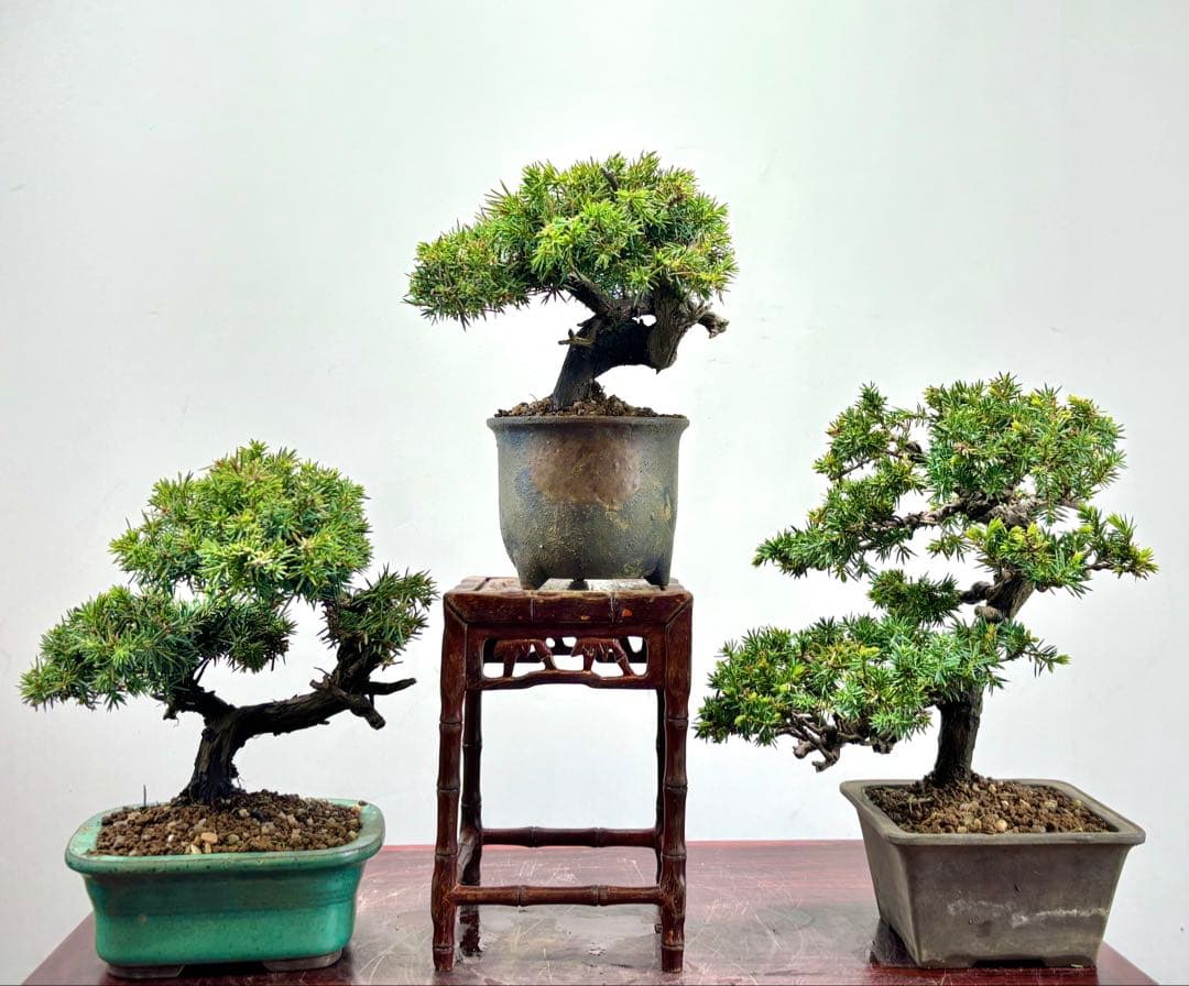 小品盆栽　伊勢杜松　3点セット　　　　　　　　　可愛い木です‼️‼️‼️