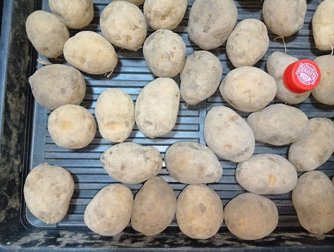 ジャガイモ インカのめざめ タネイモ｜種（タネ）,球根,苗,資材