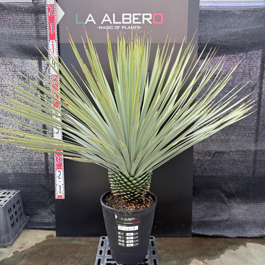 AL1218】ユッカ ロストラータ - メルカリ