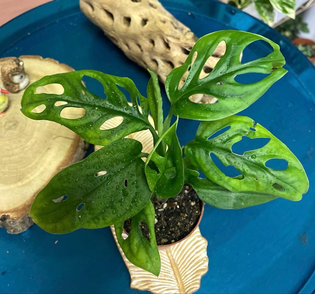 マドカズラ 2号プラ鉢ごと - メルカリ