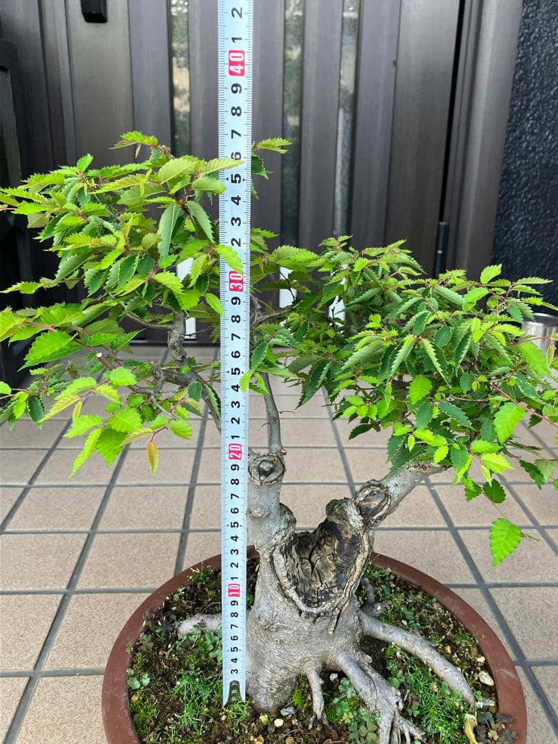27日(木)24時迄の大特価！ 盆栽 欅ケヤキ 超極太！ - メルカリ