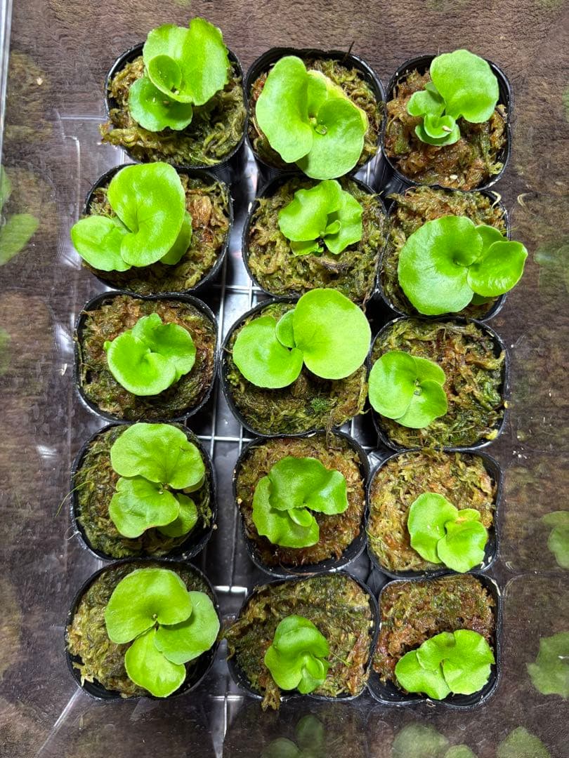 リドレイ　ノーマル15株セット