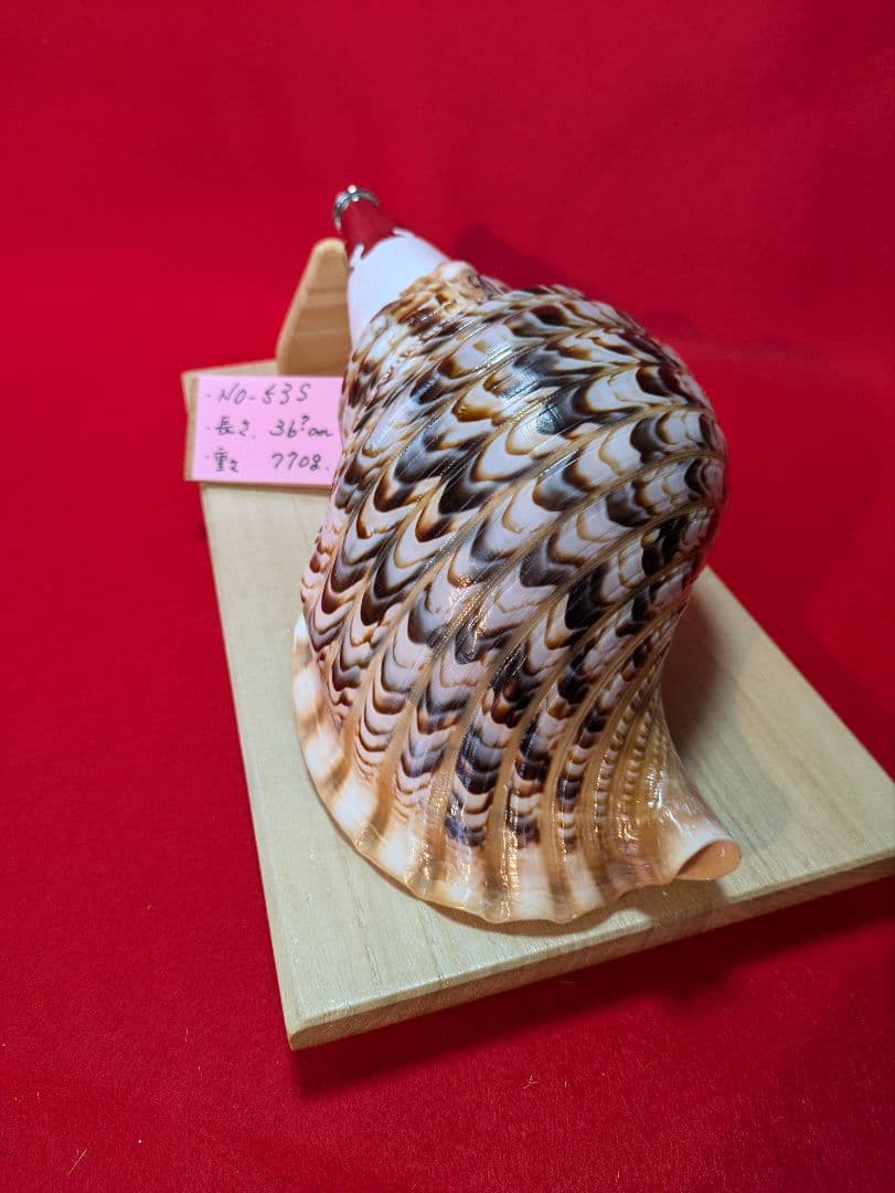 法螺貝、ＮＯ−５３Ｓ ホラ貝、和楽器、和太鼓、修験道、置物