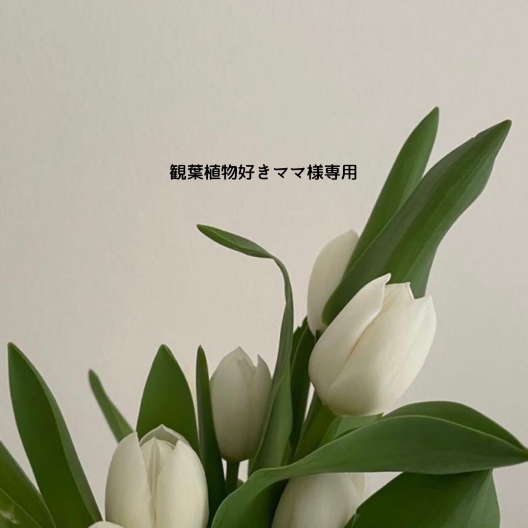 観葉植物好きママ スピケア V3 Cクレンザー Cエマルジョン