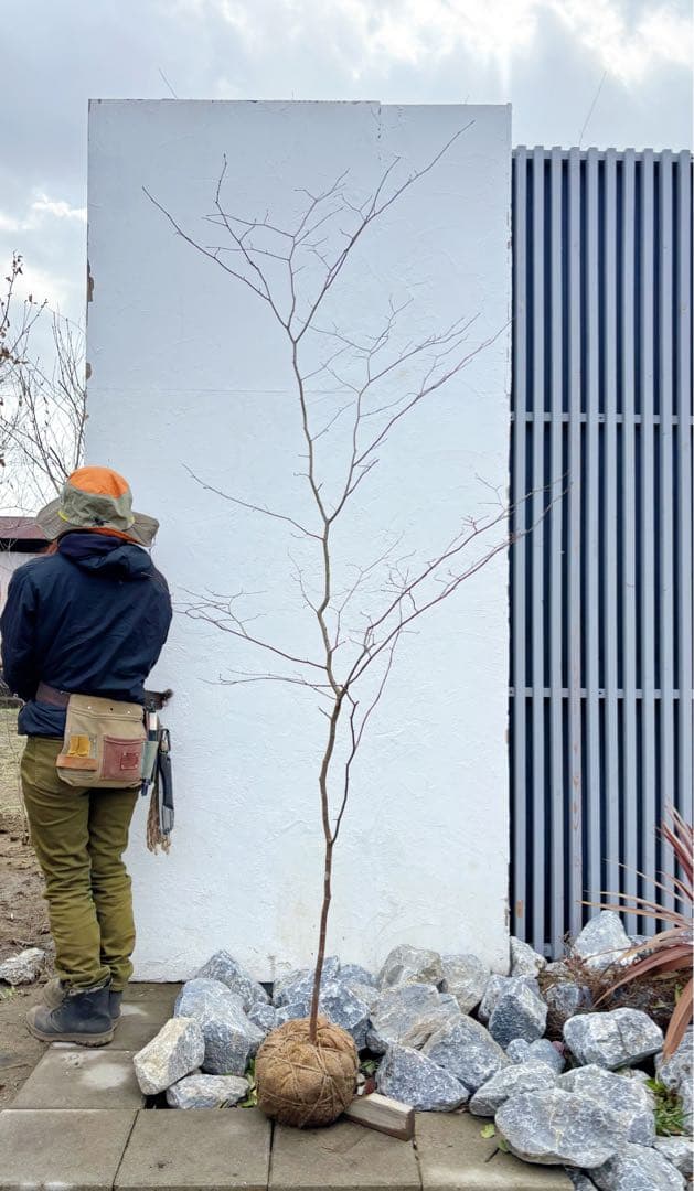 超逸品。山採りシロモジ2.3M(鉢底から)品番C - メルカリ