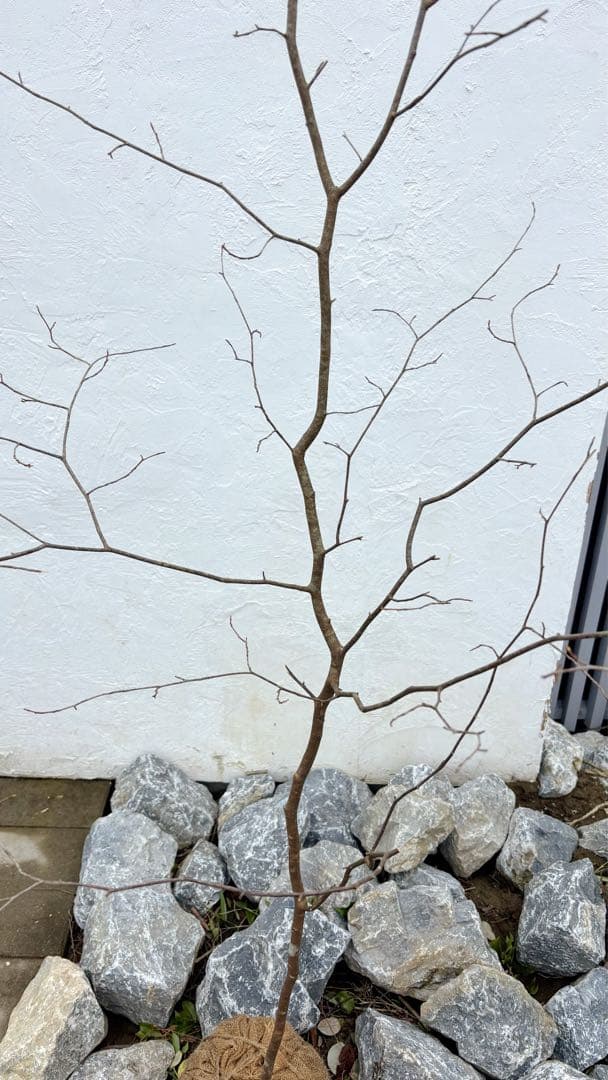 超逸品。山採りシロモジ2.3M(鉢底から)品番C - メルカリ