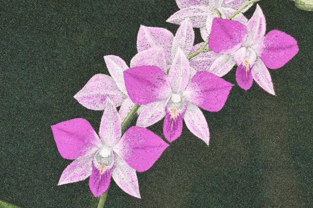 池内璋美 「 蘭花 」 10号 岩彩画 共シール タトウ 黄袋 BK60 - メルカリ