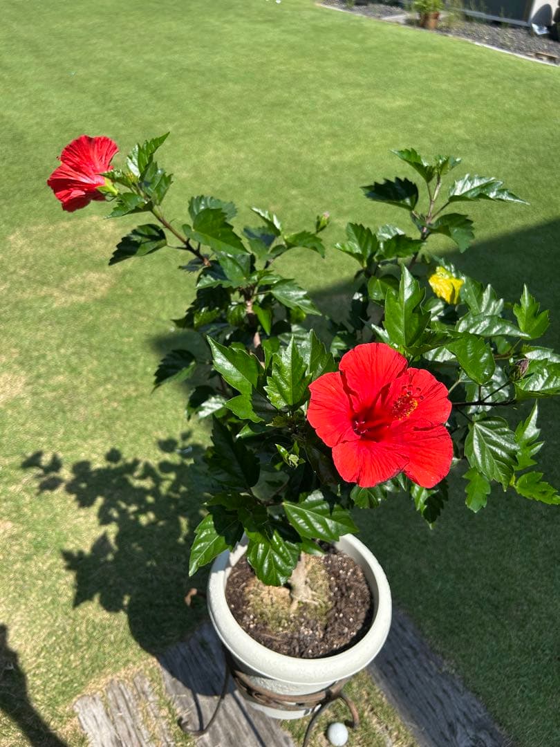 ココア ミラココア（ダイハツ）ココアプラスXスマートセレクションSN（2014