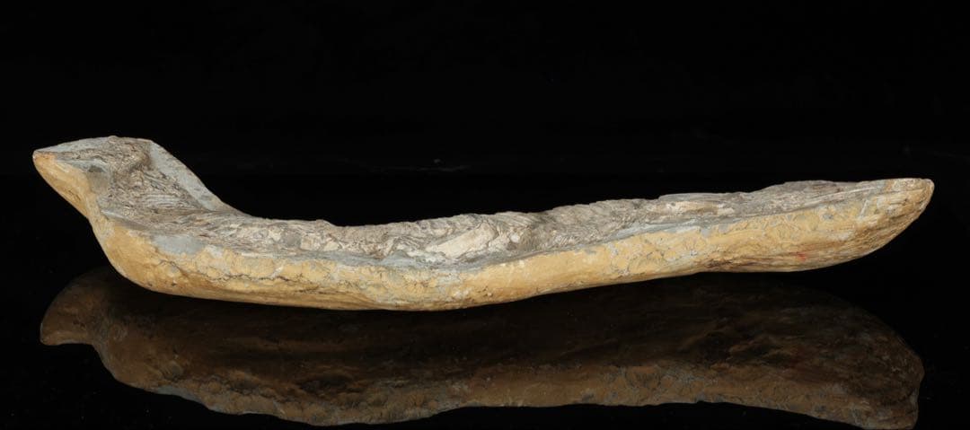 白亜紀前期 サンタナ層産 古代魚化石 魚類化石 クラドキクルス 骨格