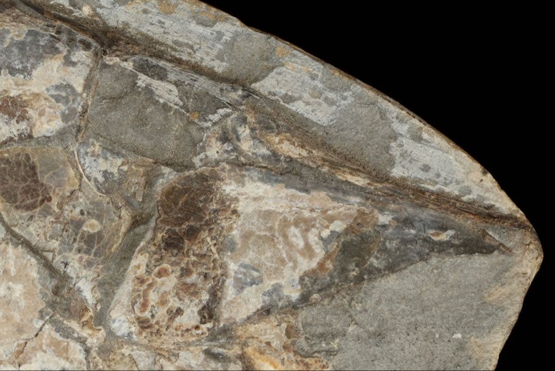 白亜紀前期 サンタナ層産 古代魚化石 魚類化石 クラドキクルス 骨格