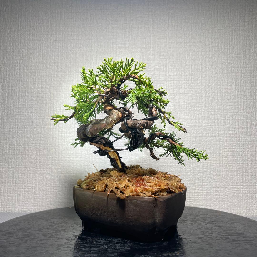 稲*c様 糸魚川真柏　盆栽【樹高約12㎝】