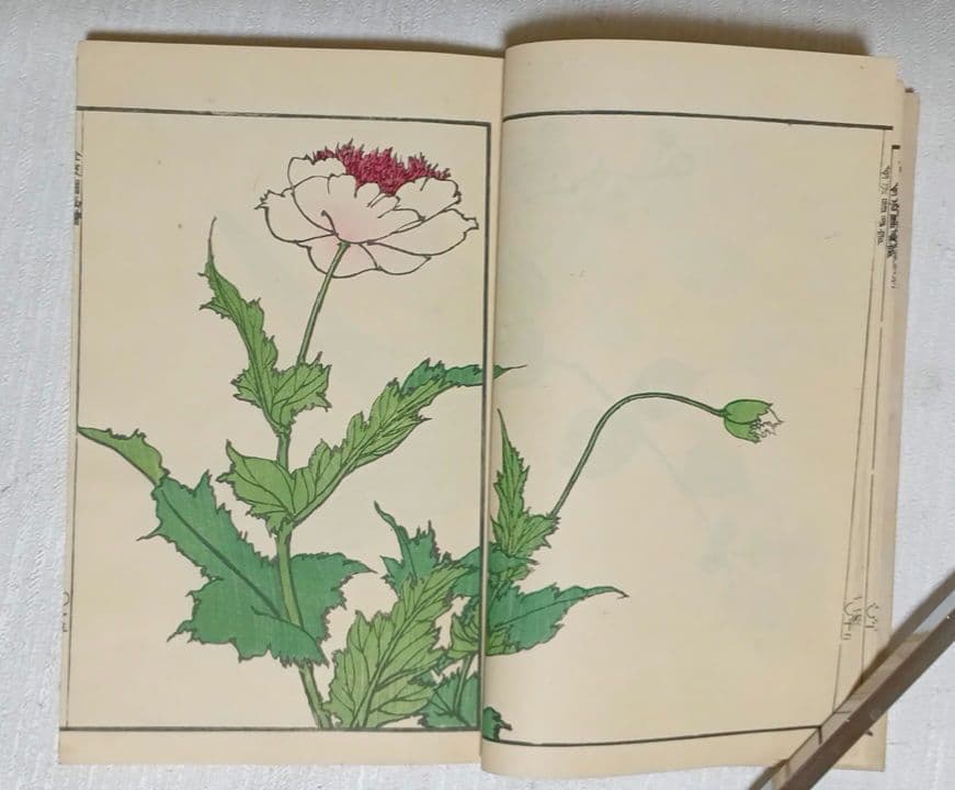 金波園画譜（色刷り版画本)河村文鳳画 文政3年（1820)年出版 - メルカリ