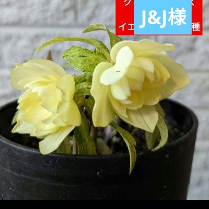 J&J様　6点編集中です クリスマスローズ　斑入り　種　黄色　ゴールド　イエロー