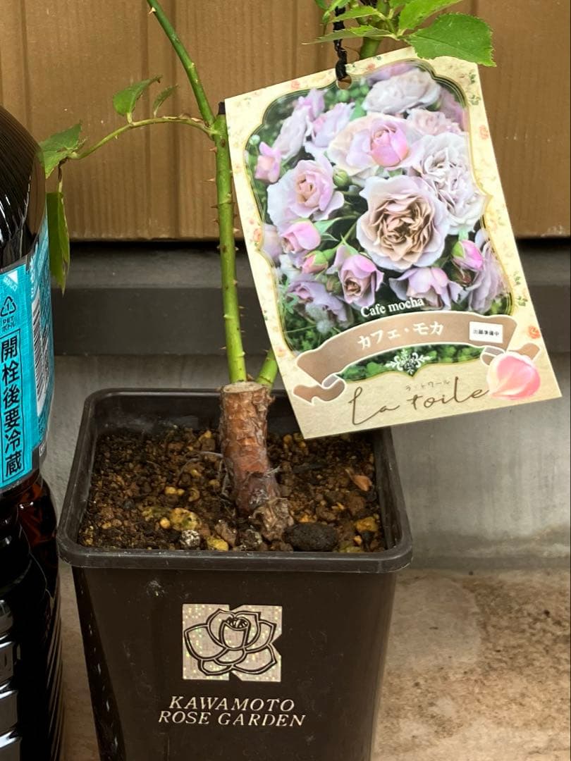 正規品接木バラ苗】河本 新品種カフェモカ ラベル付き （新苗） - メルカリ