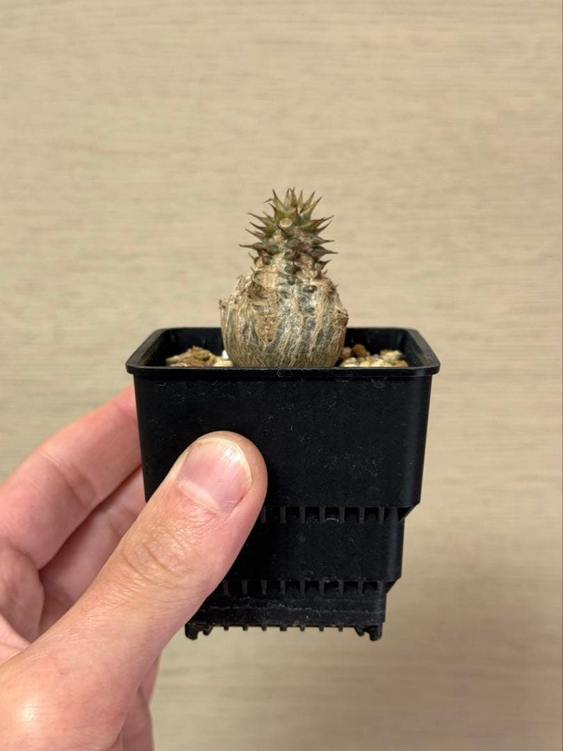 パキポディウム ウィンゾリー Pachypodium windsorii 実生③ パキポディウム ウィンゾリー 実生株 065 Pachypodium windsorii |