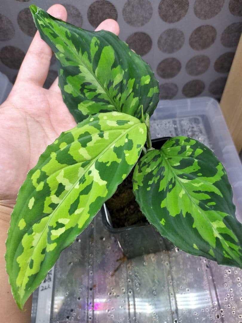 正規タグ付き!!TB便 アグラオネマ ピクタム トリカラー - メルカリ